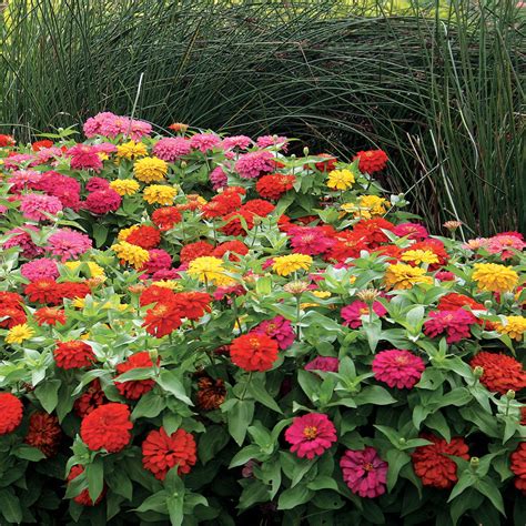 Zinnia ELEGANS MAGELLAN MIX Silja