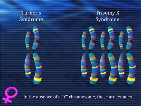 Ppt Biology And Sex Chromosomal Sex Chromosomal Anomalies Powerpoint