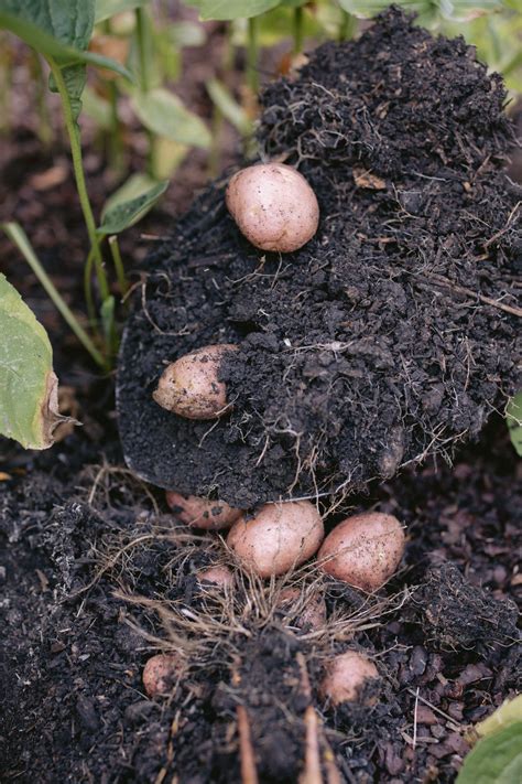 When To Harvest Potato Plants