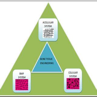 Different approaches generally employed for bone tissue engineering ...