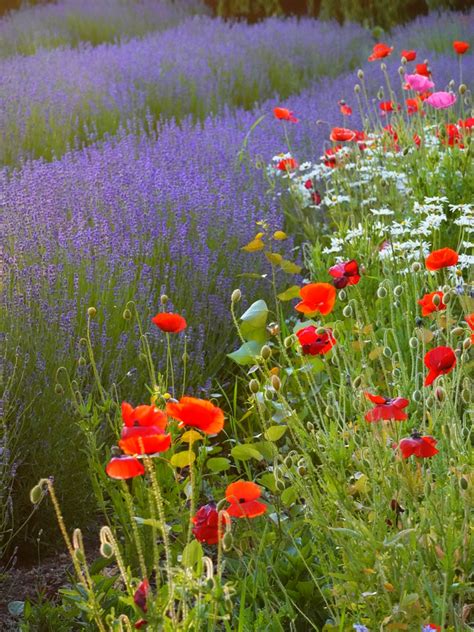 Lavendel In Sequim Pepix