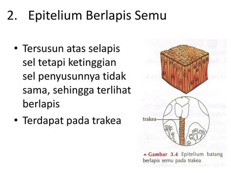 Ppt 9 Organ Tubuh Powerpoint Presentation Free Download Id2126410