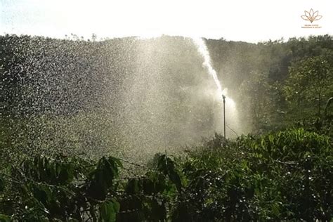 Watering Techniques For Coffee Plants - Helena Coffee Vietnam