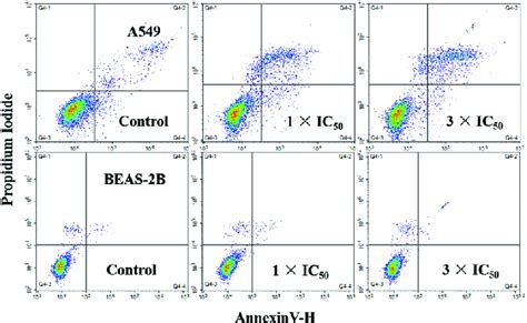 Apoptosis Analysis Of A549 Cancer Cells And Beas 2b Normal Cells After