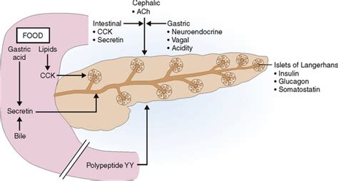 THE EXOCRINE PANCREAS | Basicmedical Key