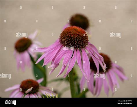 Echinacea Purpurea Purple Coneflower Stock Photo Alamy