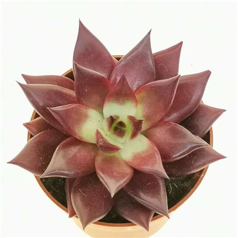 Echeveria Agavoides Atlas 6 5 Cm Crassulaceae Giromagi Vendita