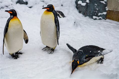 Emperor Penguin during Winter with Snow Ground Stock Photo - Image of ...