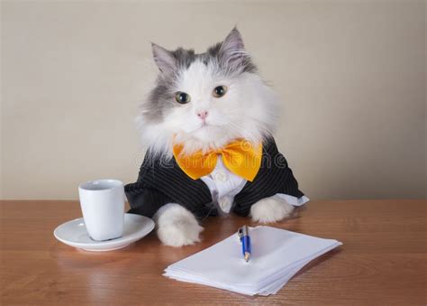 Gerente Do Gato Em Um Terno Que Senta se No Escritório Foto de Stock