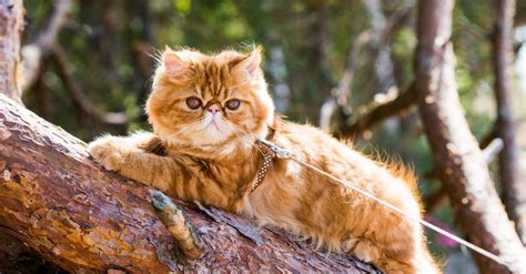 8 Red Cat Breeds & Red Cat Names - IMP WORLD