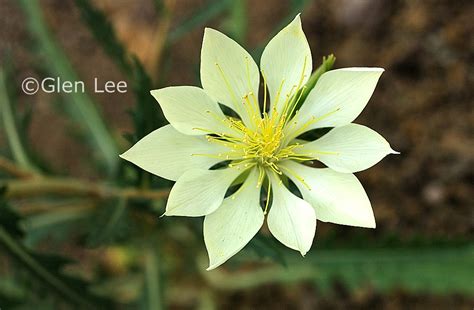 Saskatchewan Flower