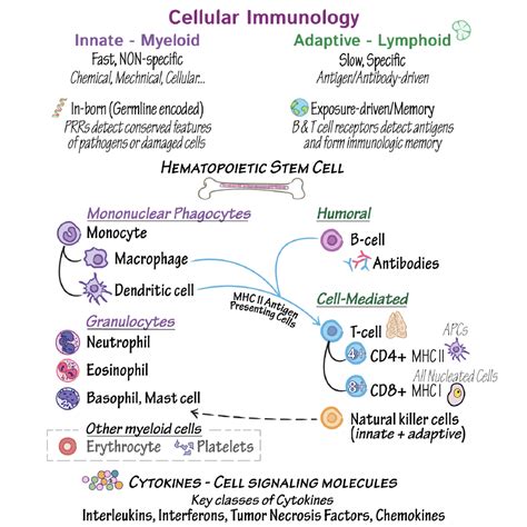 Immunology Microbiology Glossary Cellular Immunology Autoimmunity