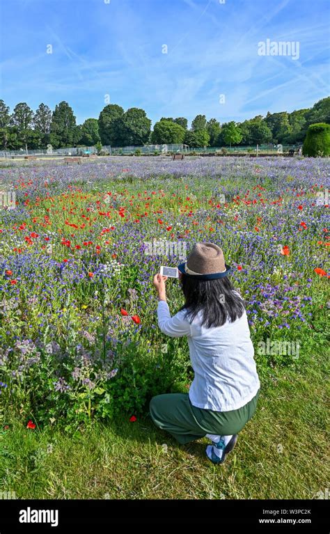 Preston Park Wildblumenwiese Fotos Und Bildmaterial In Hoher