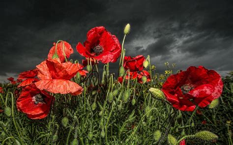 Red Poppy Wallpapers - Top Free Red Poppy Backgrounds - WallpaperAccess