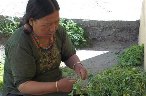 Ethnobotany And South African Medicinal Plants Research