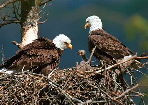 Bald Eagle | Alexandria Zoo
