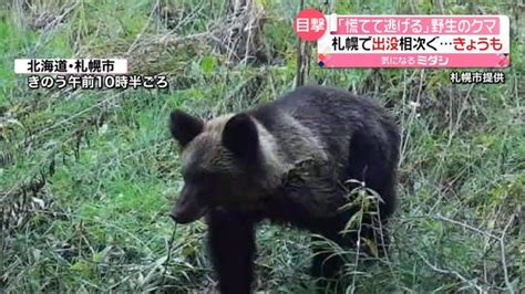 野生のクマ札幌市で出没相次ぐ 「慌てて逃げる」 ライブドアニュース