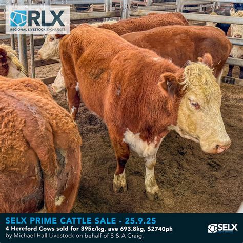 South - 4 Hereford Cows sold for 395c/kg, ave 693.8kg, $2740ph by