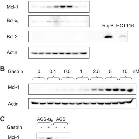 Western Blots Demonstrating Time Course Of Mcl 1 Bcl 2 And Bcl Xl