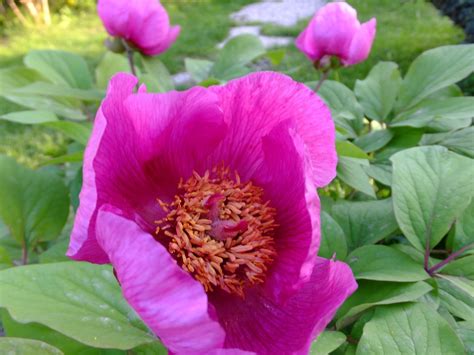 Пион кавказский (105 фото) - фото - картинки и рисунки: скачать бесплатно