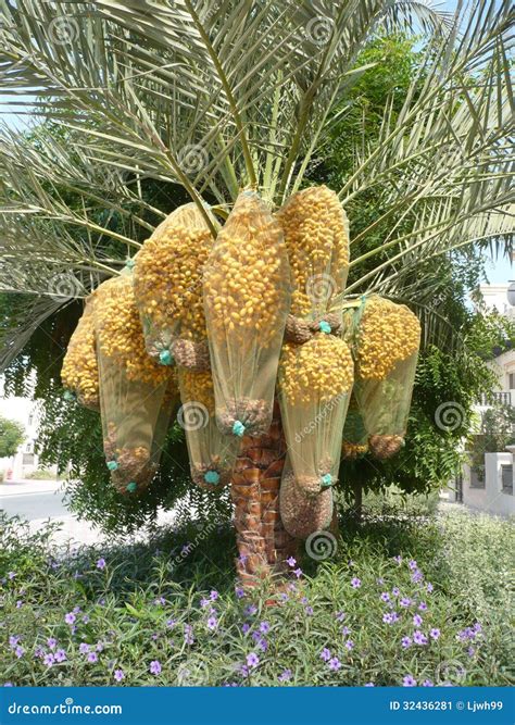 Date Tree With Nets Of Dates Stock Image Image Of Bark Fresh 32436281