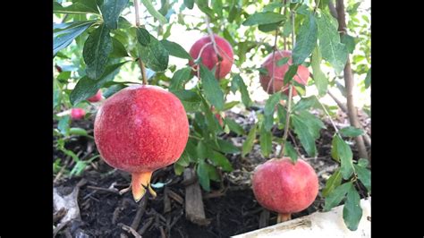 Fruit Trees That Grow In Prescott Az Fruit Trees