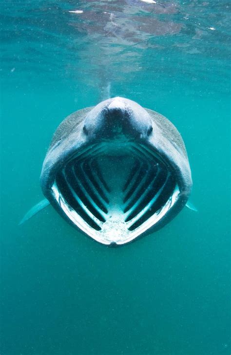 Rare Giant Basking Shark Tracked By Satellites After Sighting In France