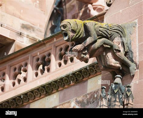 Gargoyles On Freiburg Cathedral Freiburg Baden Wurttemberg Germany