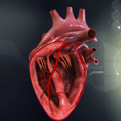 human heart anatomy model
