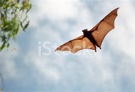 Fruit Bat In Flight (High Resolution File) Stock Photo | Royalty-Free ...