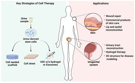 Pharmaceutics Free Full Text Urine Derived Stem Cells For