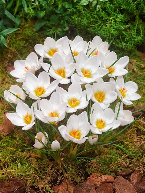 Crocus ARD SCHENK Chrysanthus Bestel Voordelig Online BULBi