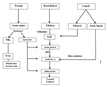 Perhatikan Bagan Keterkaitan Lemak Karbohidrat D