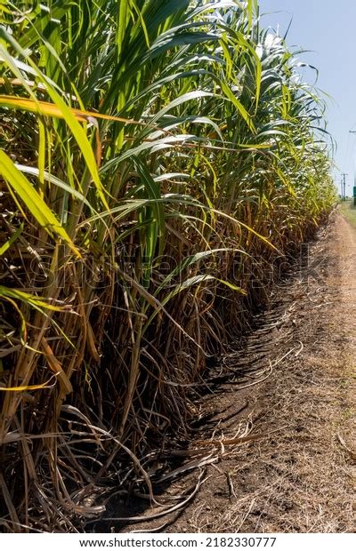 Sugarcane Crops Plantation Farm Fields Bundaberg Stock Photo