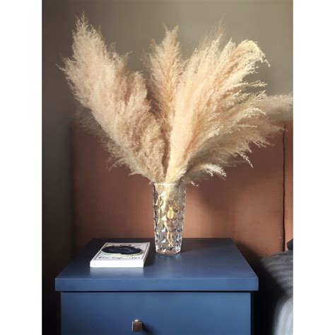 Capim dos Pampas Plumas até 130 cm de altura 5 hastes Decoração