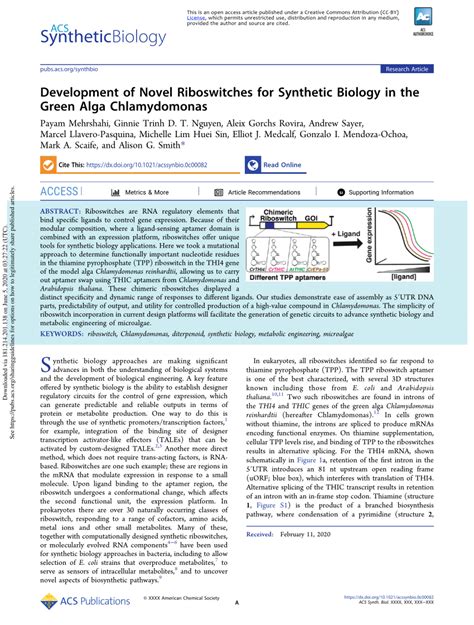 Pdf Development Of Novel Riboswitches For Synthetic Biology In The