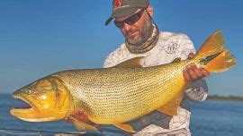 Dorados De Dos D Gitos En Puerto Rzepecki Weekend