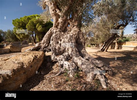 Riesiger Olivenbaum Fotos Und Bildmaterial In Hoher Aufl Sung Alamy