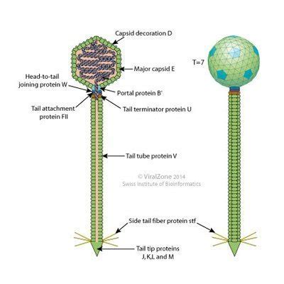 Bacteriophage types – Replication & Classification | Bacteriophage.news