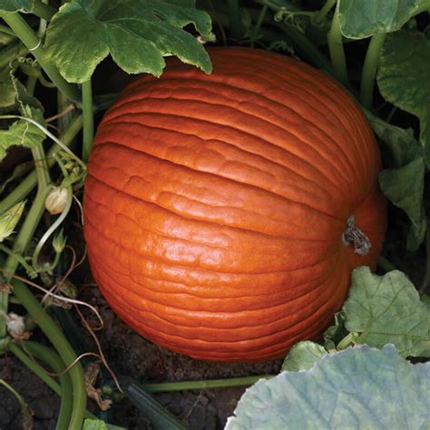 Pumpkin Spartacus F1 Seed Harris Seeds