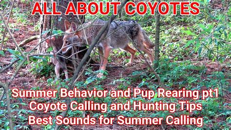 All About Coyotes Summer Behavior And Pup Rearing Pt1 Coyote Calling