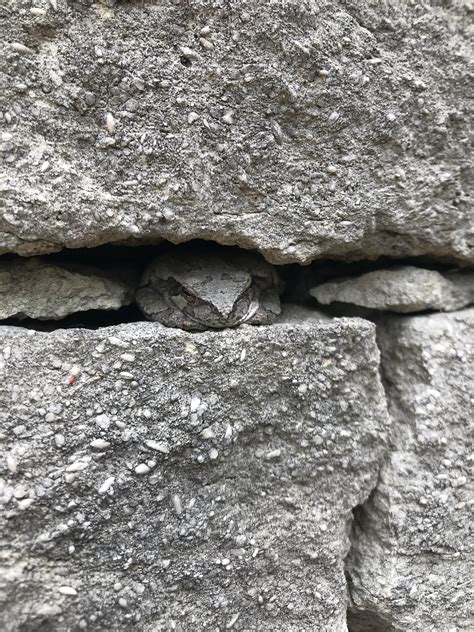 Just wanted to share a picture of the gray tree frog living on my porch