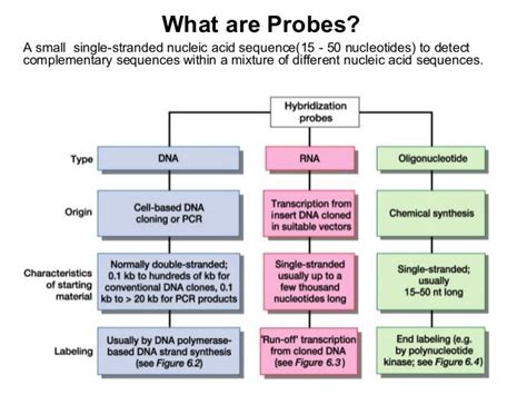 Nucleic Acid Probes & hybridization