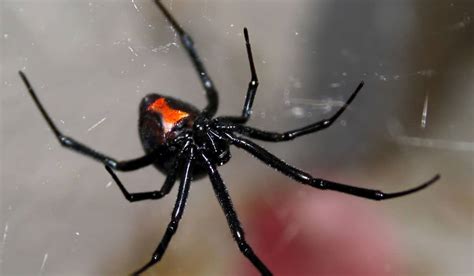 Venomous False Widow Spiders Are Taking Over Dublin Extra Ie