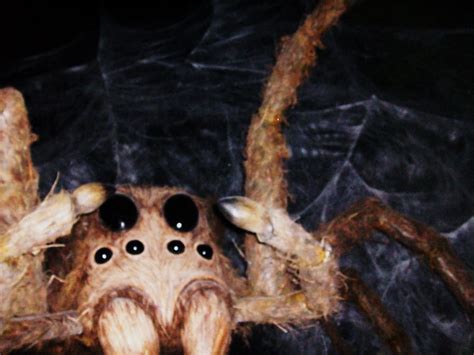 aragog by hallel on DeviantArt