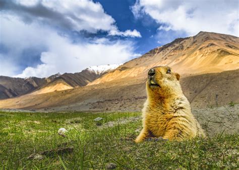 Ladakh Wildlife Photography Expedition - Incredible Birding