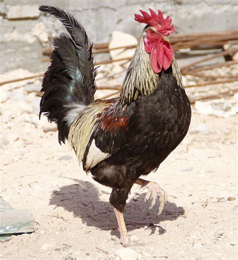 Pourquoi Le Coq Est Il L Embl Me De La France