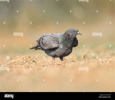 Rock Pigeon Perching On The Ground Rock Dove Or Common Pigeon Blue