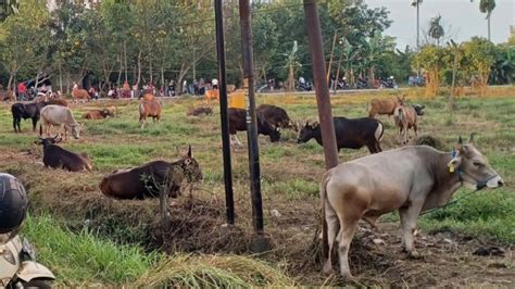 Ketersediaan Kebutuhan Hewan Kurban Aman Juga Dipastikan Sehat Untuk