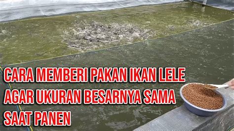 Cara Memberikan Pakan Ikan Lele Agar Ukuran Besarnya Sama Saat Panen